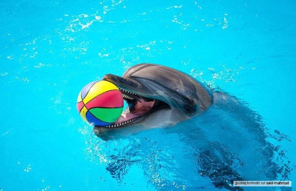 Дельфинарий в Хургаде