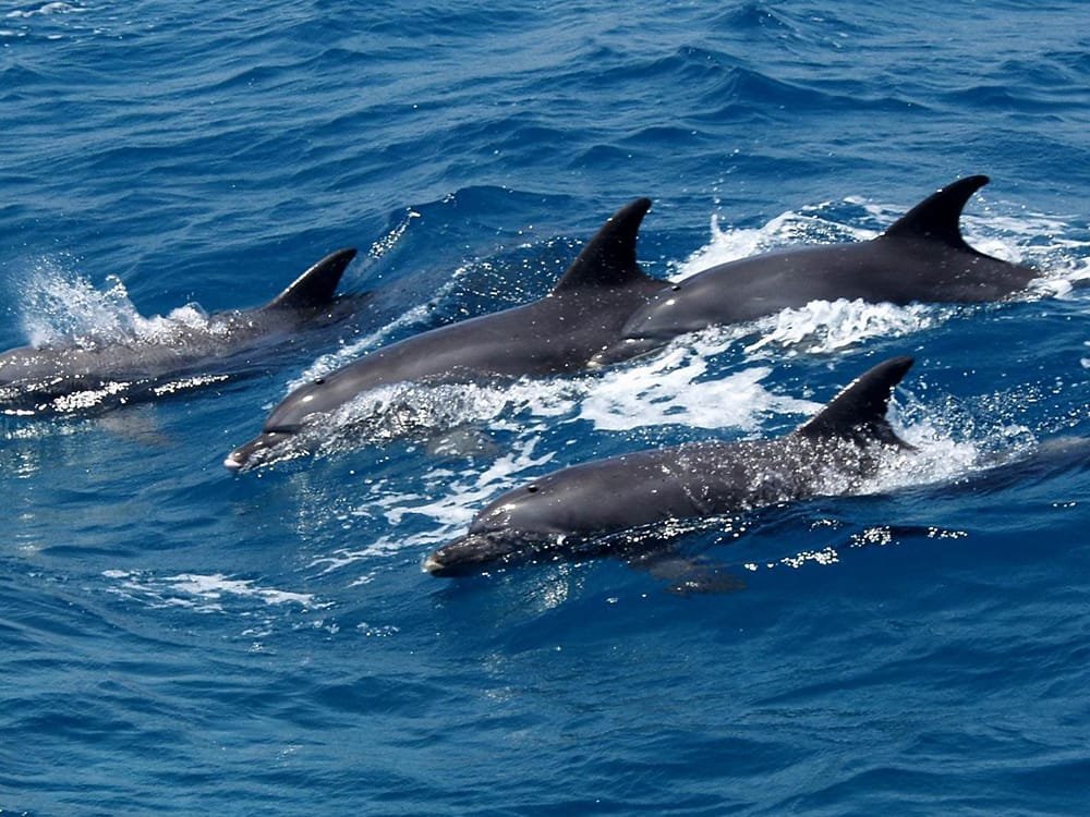 Бухта дельфинов в Хургаде