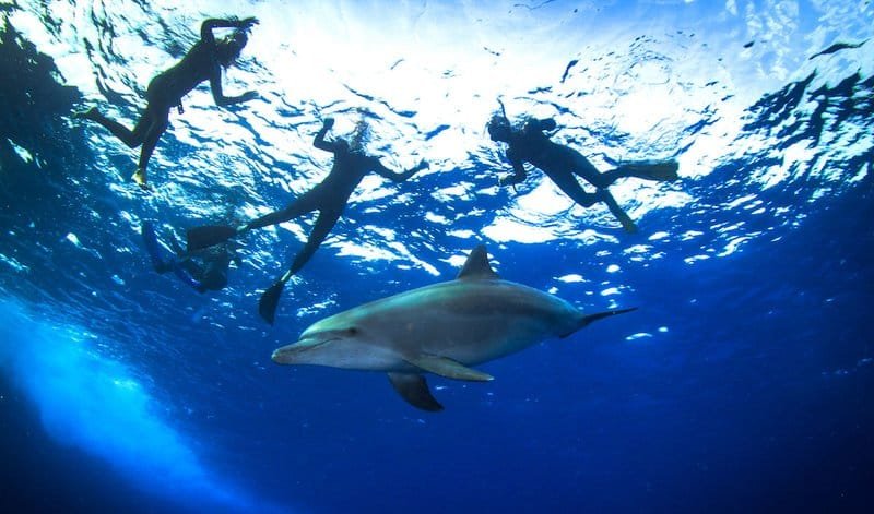 Бухта дельфинов в Хургаде