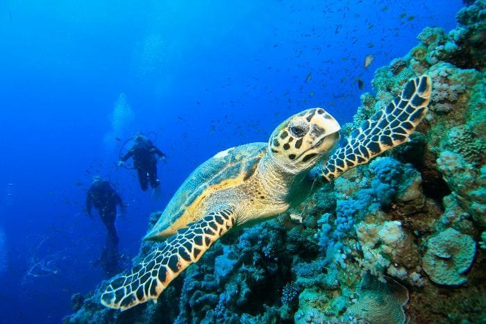 Дайвинг в Хургаде
